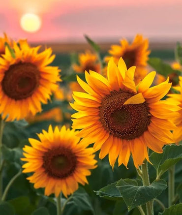 Double Petal Sunflower Seeds