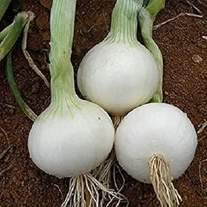 White Onion (Allium) Seeds for Home & Garden