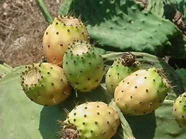 Yellow Prickly Pear seeds – Opuntia ficus indica cactus with edible fruit