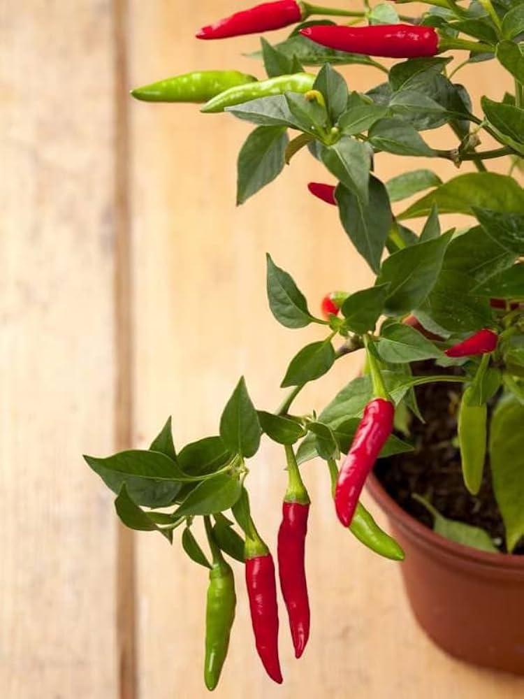 Chili pepper Capsicum annuum bright red seeds for planting in kitchen gardens or patio containers