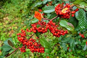 New Fresh 10pcs Cotoneaster Lacteus Fruit Seeds - Attractive Shrub with Beautiful Red Berries 100 pcs
