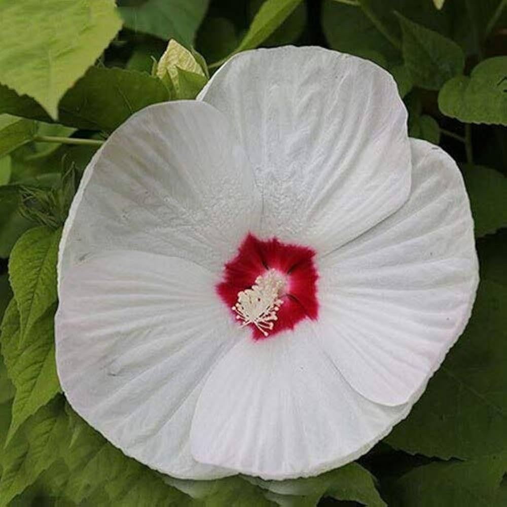 Hardy hibiscus flower Hibiscus moscheutos luna white seeds for planting in small bush garden or containers