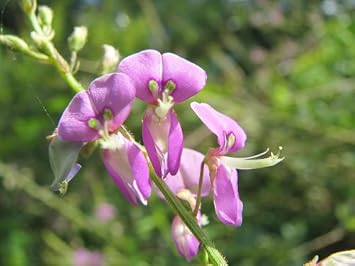 Heirloom Pink Desmodium Flower Seeds, Non-GMO Delicate Blooms for Pollinator-Friendly Garden Planting