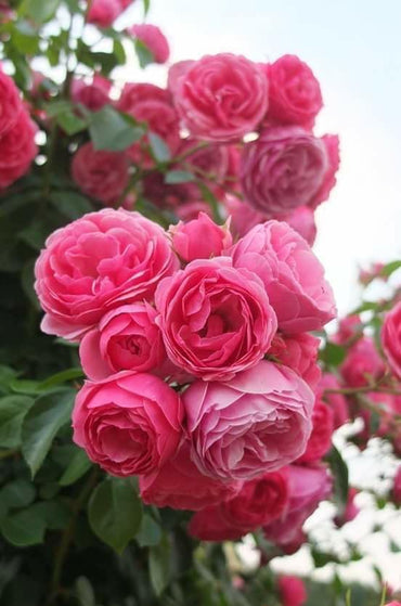 Climbing Rattan Rose Shrub Flower Seeds