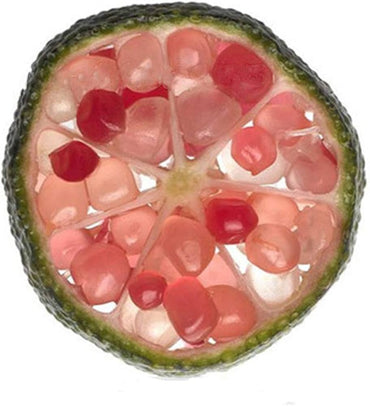 Finger Lime Mixed Colors Rare Citrus Fruit Seeds for Planting