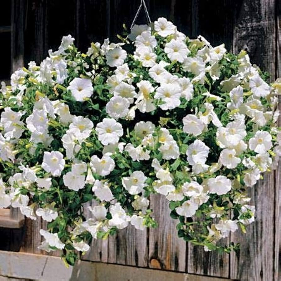 Petunia flower Petunia hybrida Trilogy Purple pelleted seeds for planting in home garden containers or vertical gardens