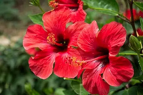 Giant Red Hibiscus Flower Seeds – Outdoor & Bonsai Plant