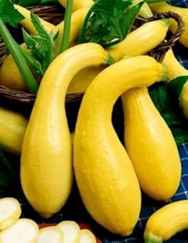Crookneck Yellow Squash Vegetable Seeds for Planting - heirloom & Non-GMO Garden Seeds