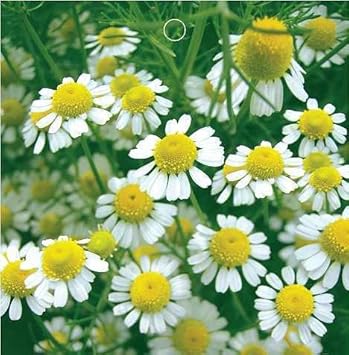 Heirloom White Cinerariifolium Flower Seeds, Non-GMO Natural Insect-Repellent Blooms for Garden Planting