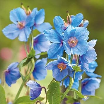 Heirloom Meconopsis Betonicifolia Flower Seeds for Garden Planting, Non-GMO, Himalayan Blue Poppy Blooms