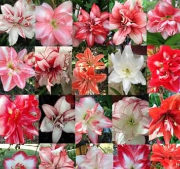 Mixed Hippeastrum Rutilum Flower Seeds – Heirloom Non-GMO Amaryllis Blooms for Vibrant Gardens