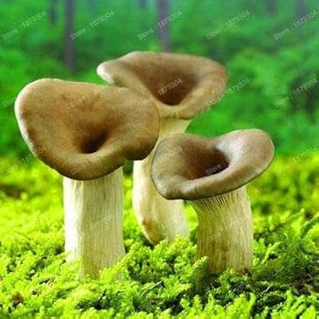 Mushroom Seeds for Planting, Green, 100 pcs