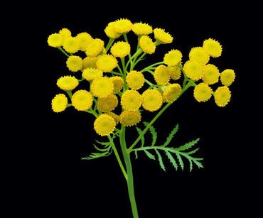Costmary Flower Seeds for Planting - 100 pcs