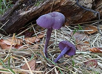 Purple Mushroom Seeds for Planting, 100 pcs