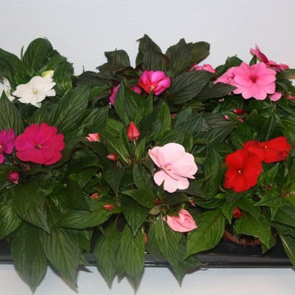New Guinea Impatiens Divine Blue Pearl flower seeds for partial shade blooms