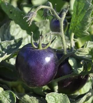 Purple Tomato Seeds for Planting - 100 pcs