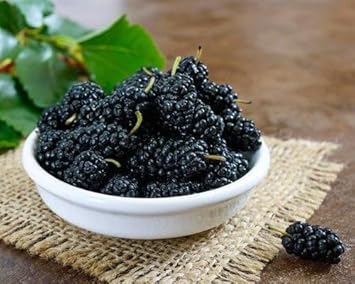 Mulberry Fruit Seeds for Cultivating Sweet & Nutrient-Rich Mulberries 100 pcs