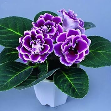 Blue & White Gloxinia Heirloom Non-GMO Seeds for Planting
