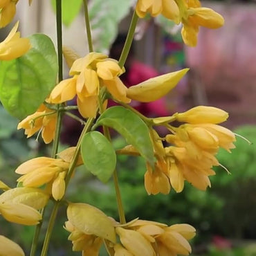 W160 Golden Cross corn seeds – early hybrid with golden kernels