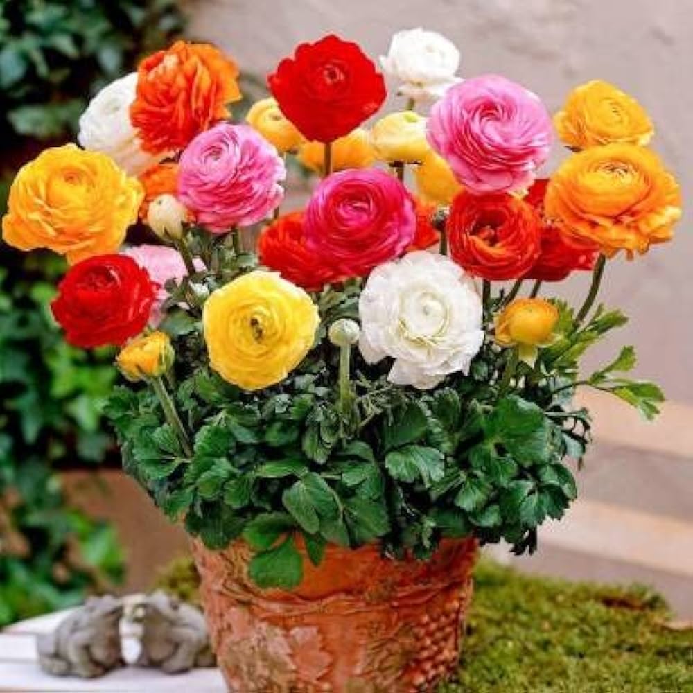 Ranunculus Asiaticus Mixed Colors Perennial Flower Seeds