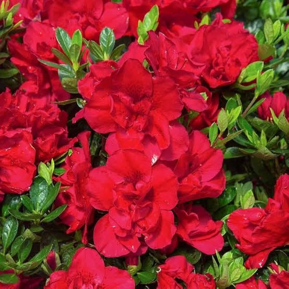 Azalea Rainbow Rhododendron Japanese Cherry-Like Flower Seeds