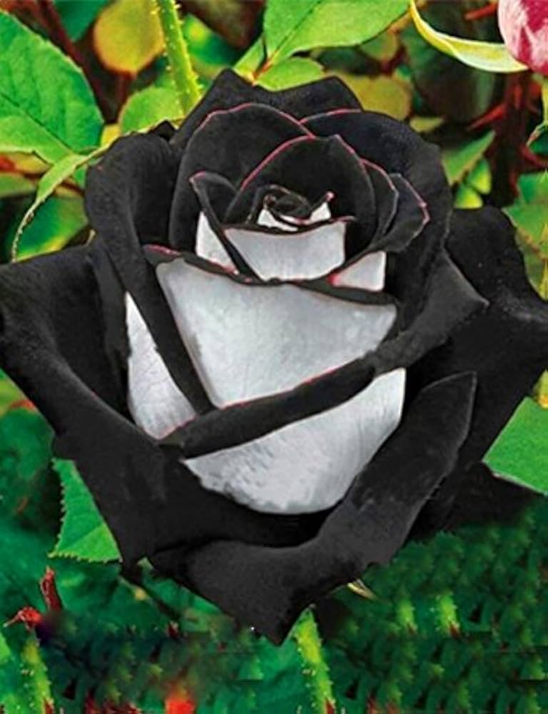 Black Rose White Border Pink Flower - for planting in home garden