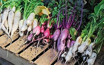 Radish Seeds for Planting Multi-Colour - 100 pcs