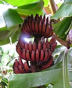 Maroon Banana Fruit Seeds for Planting - Exotic Tropical Fruit Plant