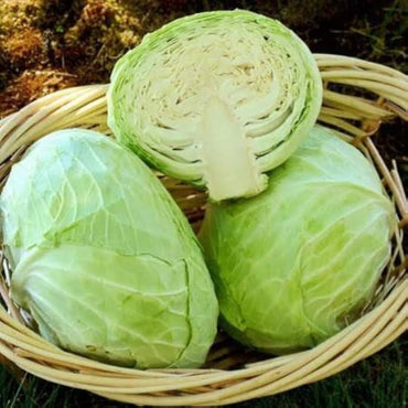 Churchill cabbage seeds – hybrid variety with large heads and disease resistance