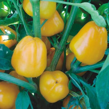 Mini Yellow Pepper Capsicum Annuum Vegetable Seeds for Planting in Kitchen Garden and Vertical Garden Spaces