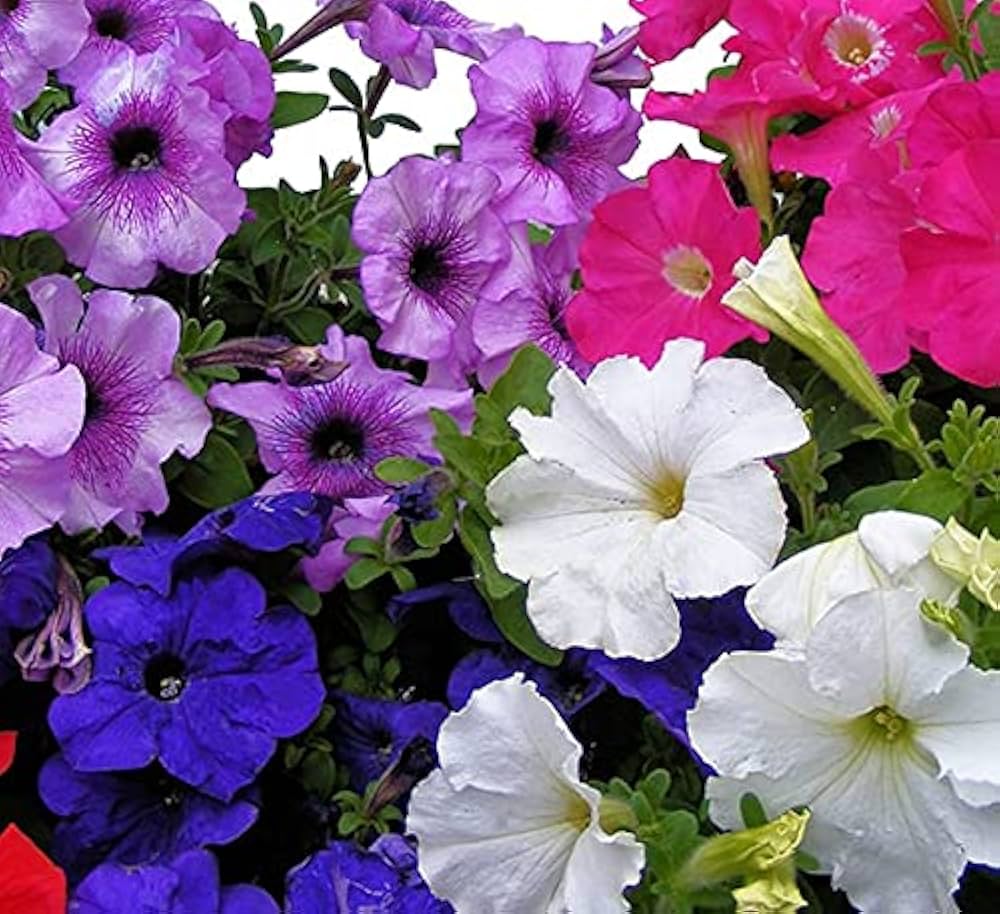 Petunia ‘Best Yet’ Salmon Chiffon seeds – premium pelleted flowering variety