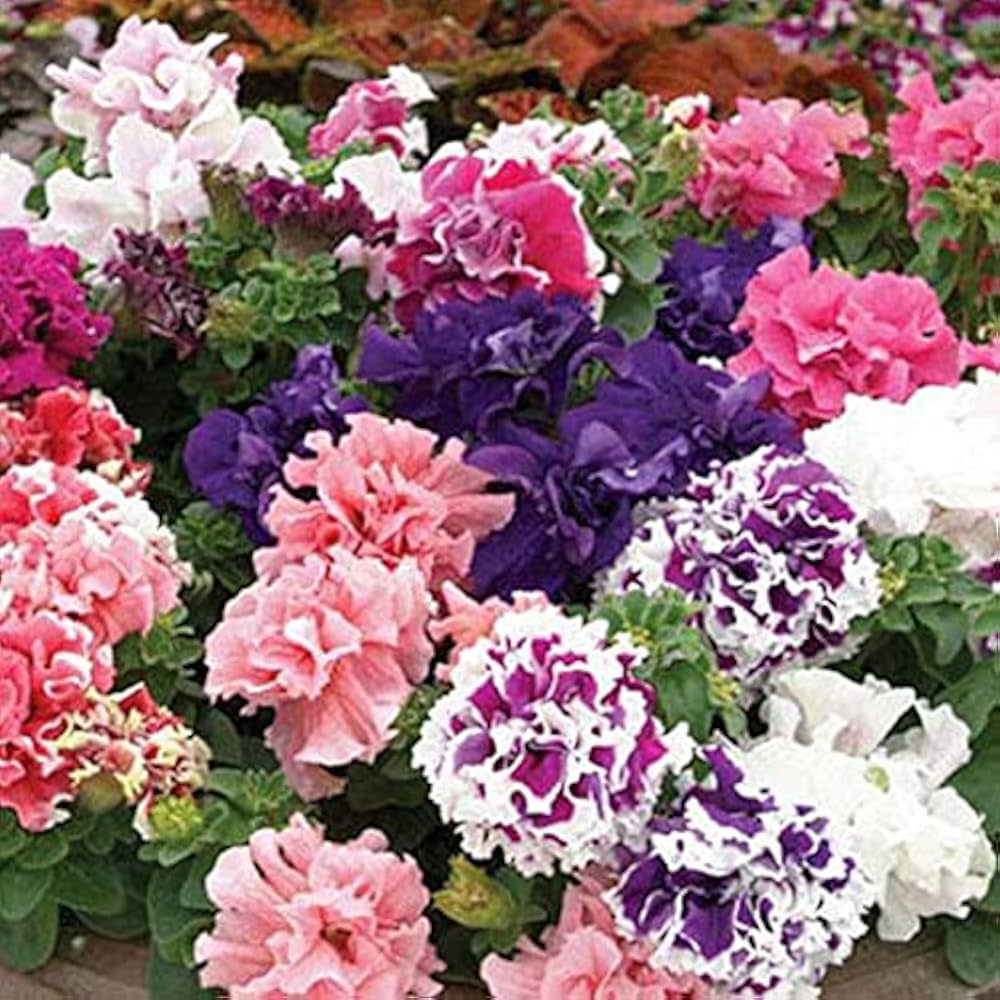 Petunia Double Petal Short Flower Seeds