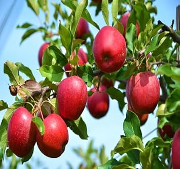 Red Spondias Purpurea Fruit Seeds - Rare Fruits for Tropical Garden Enthusiasts, Heirloom Seeds