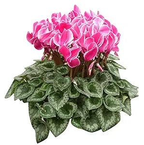 Pink Cyclamen Flower Seeds for Home & Garden