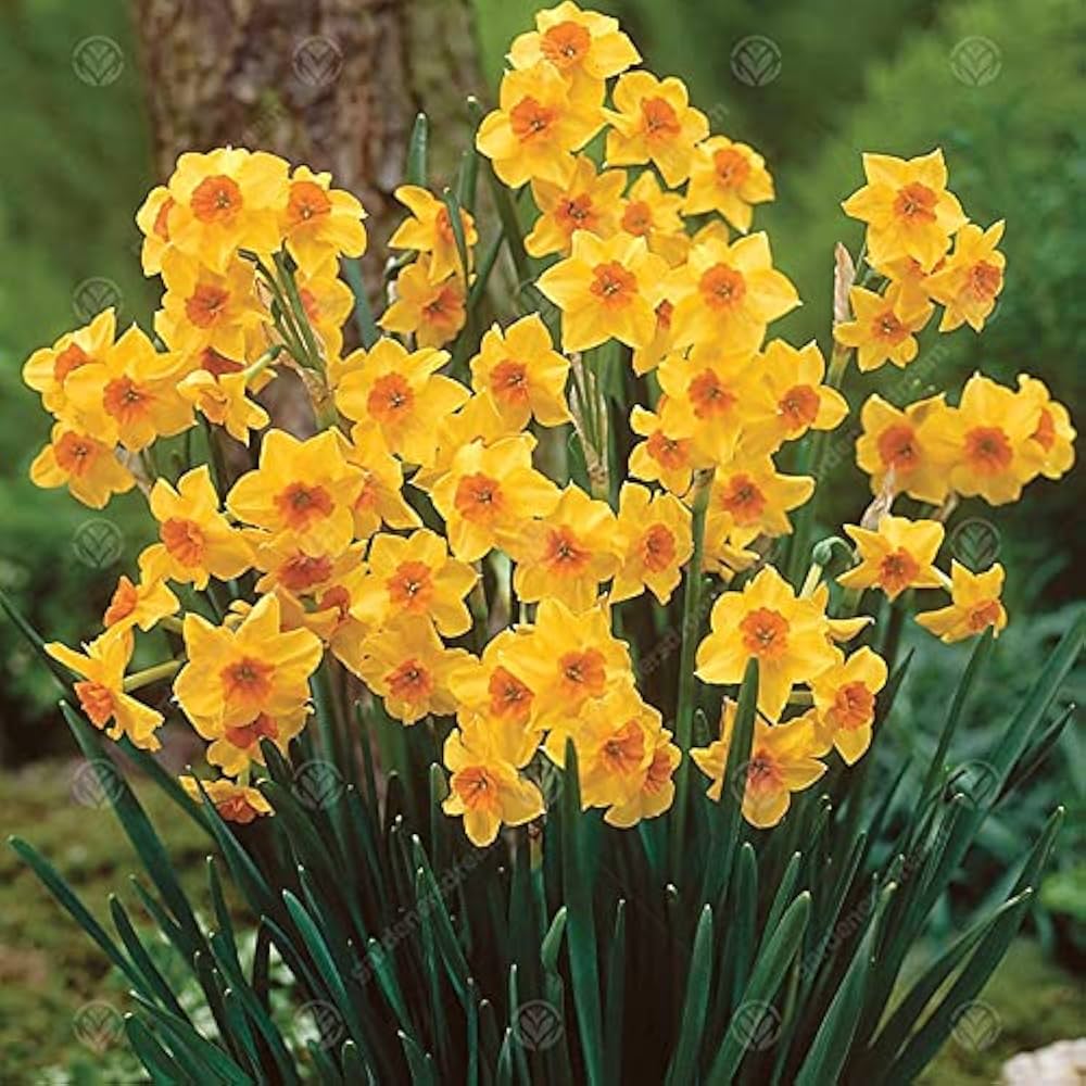 Daffodil Double Petal Aquatic Flower Seeds