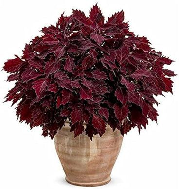 Heirloom Non-GMO Maroon Coleus Plant Seeds for Planting – Colorful Foliage Garden Seeds