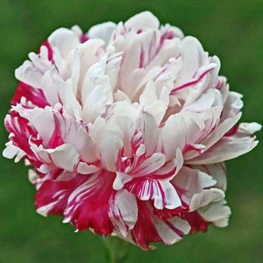 Peony Paeonia lactiflora Flower Seeds for Planting Japanese Variety in Home Garden