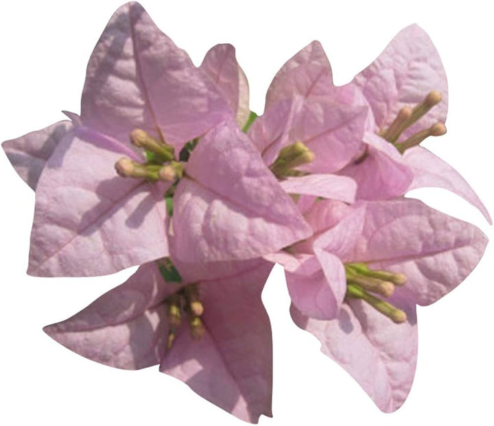 Heirloom Non-GMO Light Pink Bougainvillea Flower Seeds for Planting – Climbing Vine Seeds