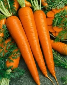 Carrot Flower Seeds – Heirloom Non-GMO Seeds for Pollinator-Friendly Garden Planting