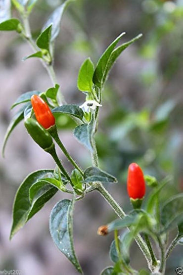Purple pequin pepper Capsicum annuum organic hot seeds for planting in small home garden or sunny containers
