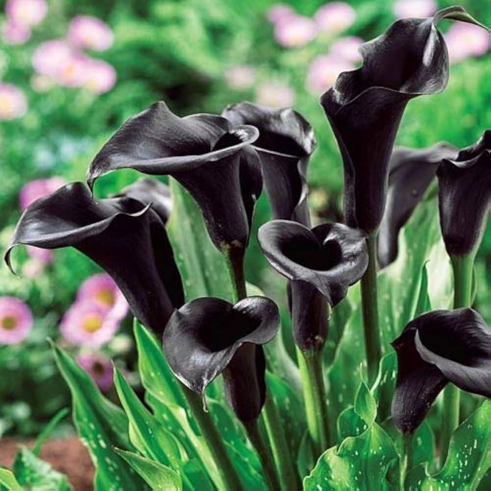 Calla Lily Elegant Perennial Flower Seeds