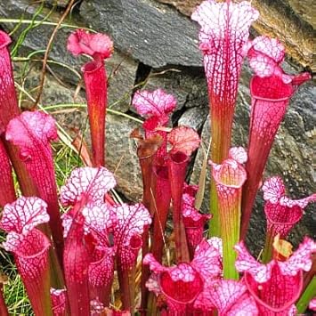 Organic Heirloom Non-GMO Sarracenia Seeds for Planting – Carnivorous Bog Plants