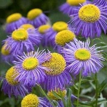 Organic Violet Erigeron Flower Seeds for Planting – Heirloom, Non-GMO