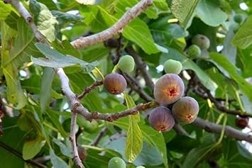 Muntingia Calabura Seeds for Planting - Unique Jamaica Cherry Fruits for Tropical Gardens