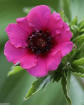 Pink Miss Willmott Flower Seeds for Planting - 100 pcs