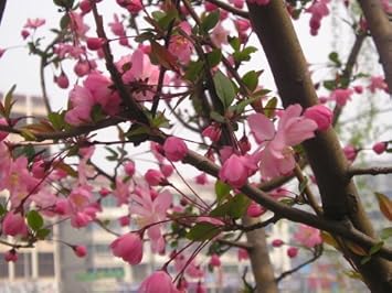 Red Malus Micromalus Fruit Seeds for Planting - Hardy Apple Tree for Sweet Fruit