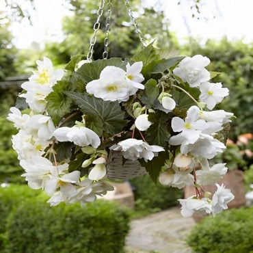 Begonia Tuberous Non Stop white flower seeds for vibrant shaded containers