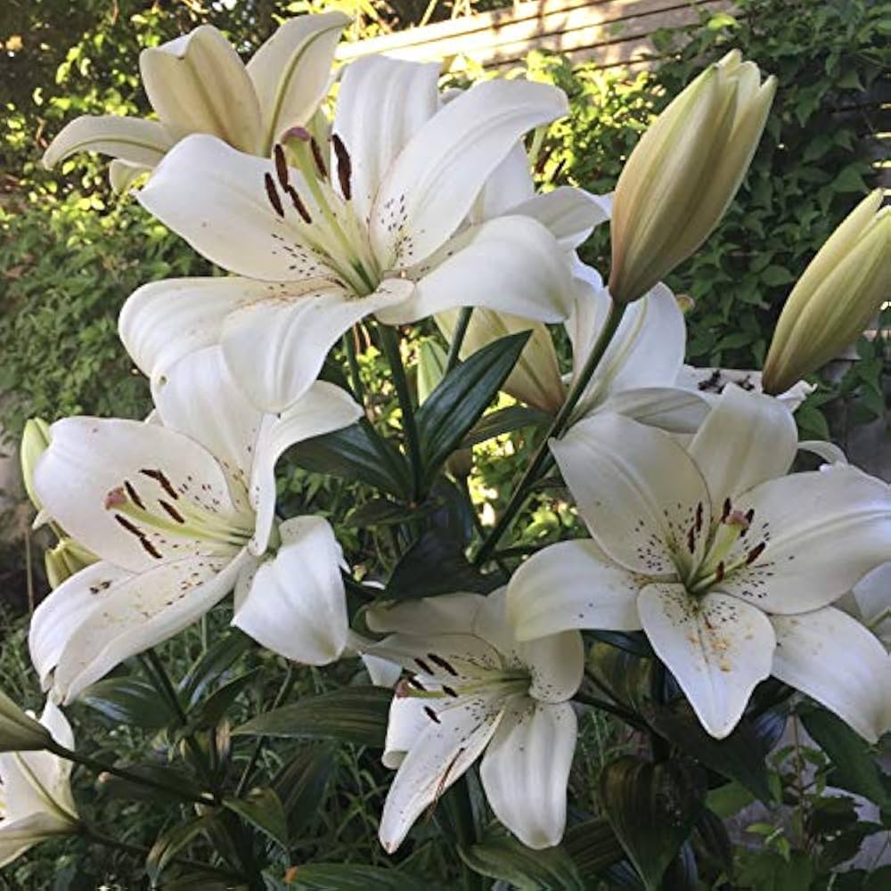 White Velvet Lily Perennial Flower Seeds