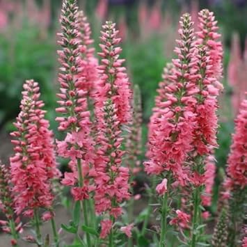 Heirloom Pink Veronica Flower Seeds, Non-GMO Spiked Blooms for Pollinator-Friendly Garden Planting