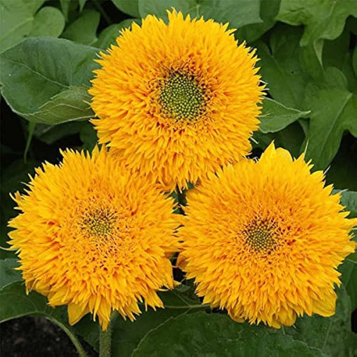 Heirloom Non-GMO Teddy Sunflower Flower Seeds for Planting – Fluffy Dwarf Garden Blooms